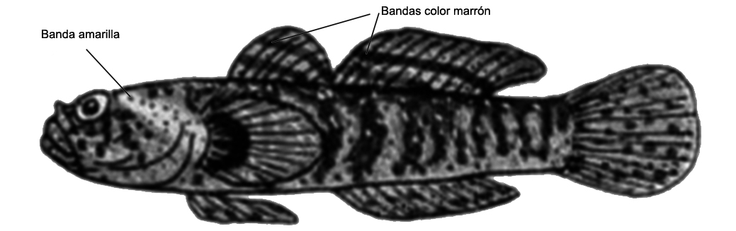 Zebrus zebrus_01.jpg